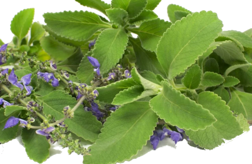 Amargo São Raizeiro